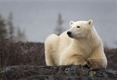 Find Out The Enigma of Polar Bears in Iceland - WildLife