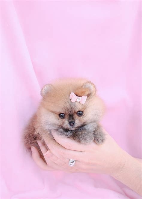 Teacup Pomeranian Puppy and Pomeranian Puppies at TeaCups Puppies of ...