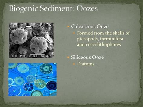 PPT - Chapter 14: Sediments PowerPoint Presentation - ID:2109927