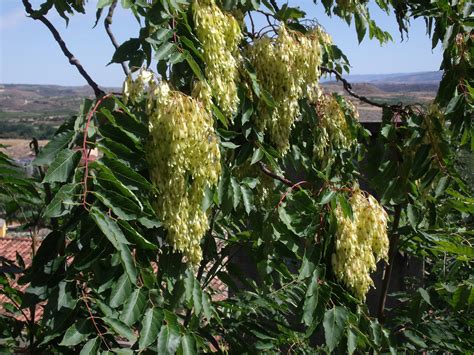 Qué son las plantas invasoras? - Jardín Sostenible