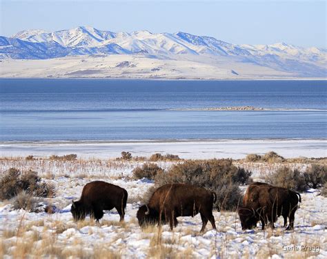 "Bison Winter" by Gene Praag | Redbubble