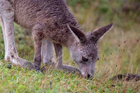 Kangaroo Size: How Big They Get & What Makes Them Grow