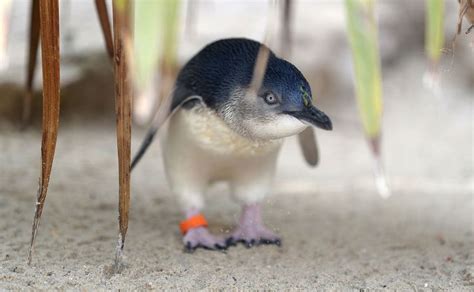 The only fairy penguins in its new enclosure A fairy penguin, also known as a little blue ...