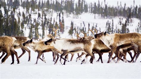 Can travelers help save Canada's only reindeer herd? | Adventure.com