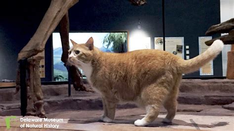 Cat Goes to Work Daily With His Human at a Museum