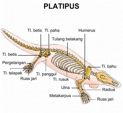 Let Us Learn and Have Fun Together in My Blog: Apakah Platipus Itu????????