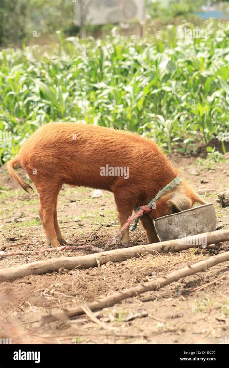 Pig slop hi-res stock photography and images - Alamy