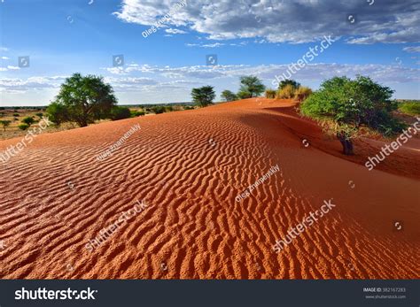 40,182 Kalahari desert Images, Stock Photos & Vectors | Shutterstock