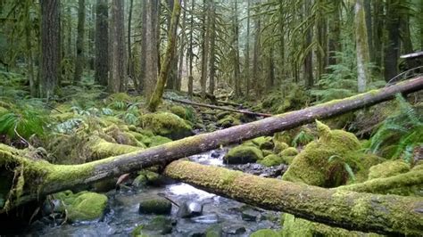 Salmon River Trail Oregon - Photorator