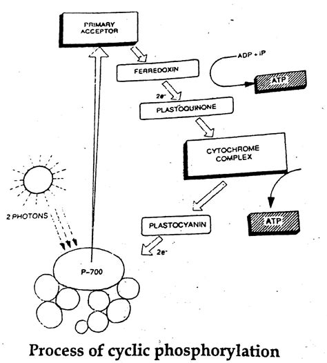 What is cyclic phosphorylation? Explain in brief with a diagram.