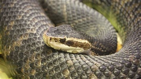 Snakes in Florida: A guide to venomous and non-venomous snakes | wtsp.com