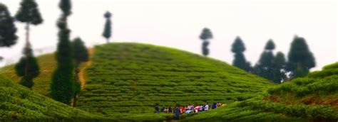 Tea Garden in Darjeeling