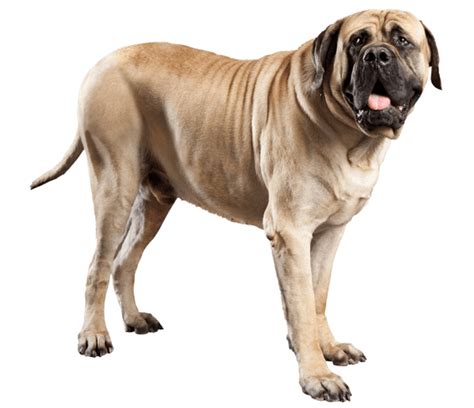 What Is The Average Weight Of A English Mastiff