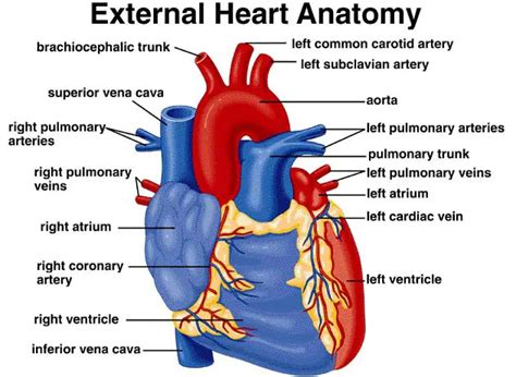 The external structure of the human heart (2023)