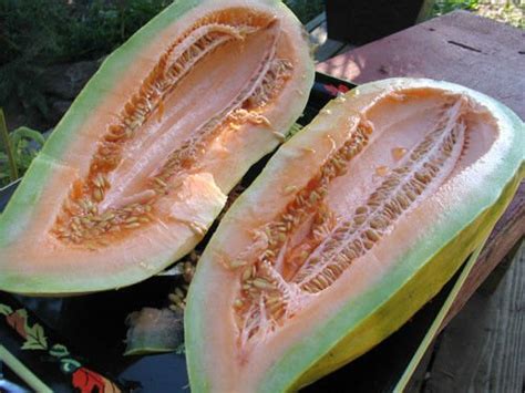 melon, BANANA MELON, rare HEIRLOOM, 10 seeds!