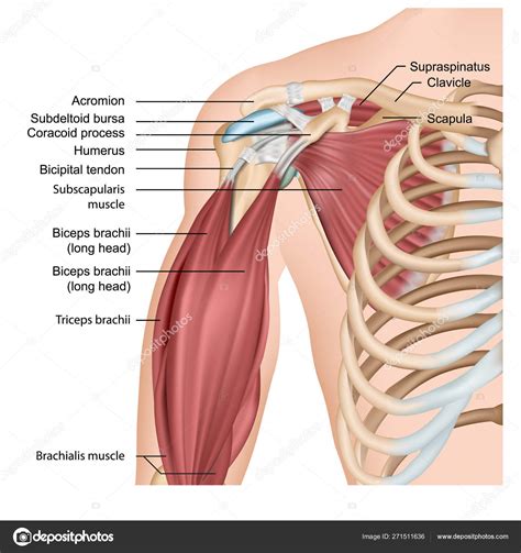 Músculos Hombro Brazo Vector Médico Ilustración Sobre Fondo Blanco ...