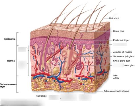 Chapter 6 | Skin: The Integumentary System Diagram | Quizlet