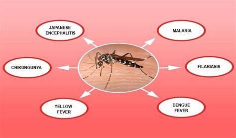 8 Facts to Know About Mosquito Season in Florida