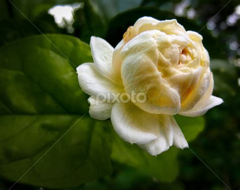 Kampupot Flower Images | Best Flower Site