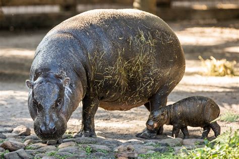 Pygmy Hippo Born at Tampa's Lowry Park Zoo - Touring Central Florida