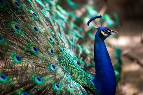 Why peacock is chosen as the national bird of India? | NewsTrack English 1