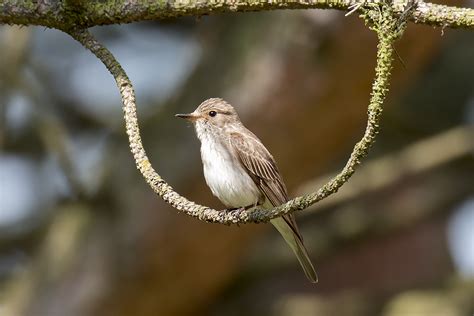 Spotted Flycatcher (Muscicapa striata) by Spotting-Nature on DeviantArt