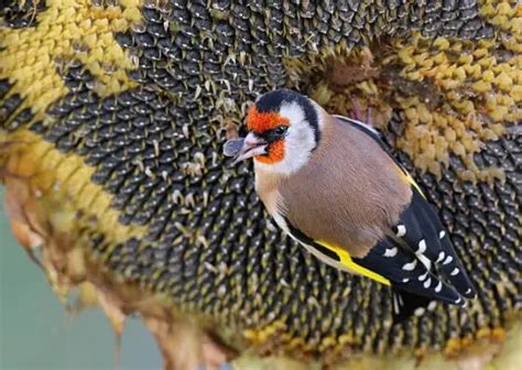 Which Birds Eat Sunflower Seeds - Garden Bird Feeder