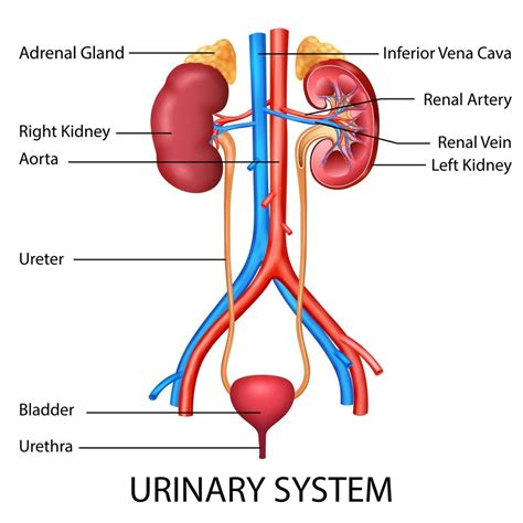 Sistema Urinario Humano Ilustraciones Stock Vectores Y Clipart Sexiz Pix | The Best Porn Website