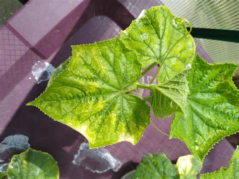 Cucumber leaves turning yellow? Any advise? : Hydroponics