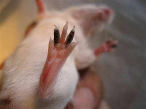 mouse feet - Google Search | Hairless rat, Angler fish, Animals