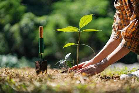 Planting trees is critical to fighting climate change, but we don't have enough baby trees ...