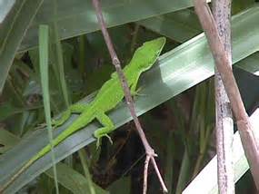 Barataria Preserve Trails and Waterways - Jean Lafitte National ...