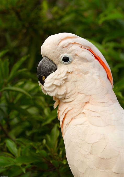 Moluccan cockatoo Facts, Pet Care, Behavior, Price, Pictures | Singing Wings Aviary