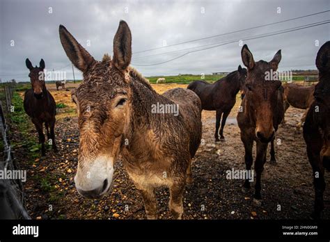 muli, donkey, breeding, Spain Stock Photo - Alamy