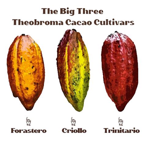 The Three Main Types of Cacao — oodaalolly chocolate