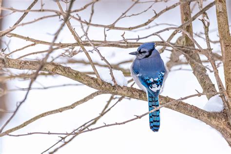 How Blue Jays Survive Winter