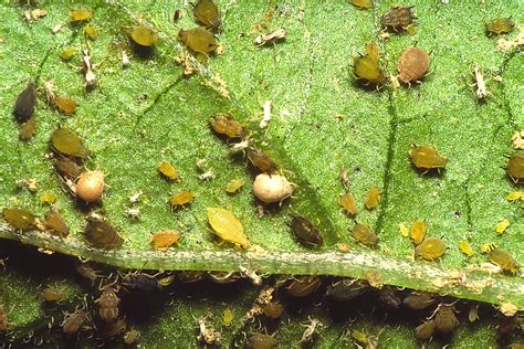 Vegetable: Aphid, Melon | UMass Center for Agriculture, Food and the ...