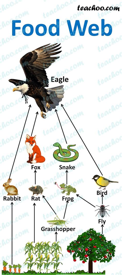 Food Chain and Food Web - Meaning, Diagrams, Examples - Teachoo