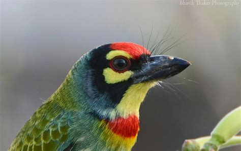 Coppersmith Barbet wallpapers, Animal, HQ Coppersmith Barbet pictures ...