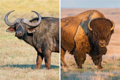 Buffalo Vs. Bison (6 Differences) - Wildlife Informer