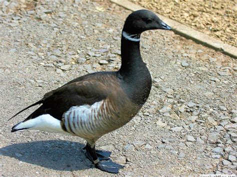 IDENTIFY BRENT GOOSE - WWT SLIMBRIDGE