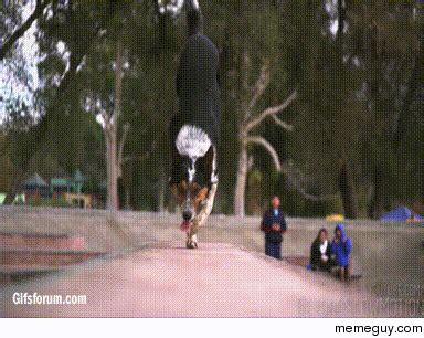 Skateboarding dog - Meme Guy