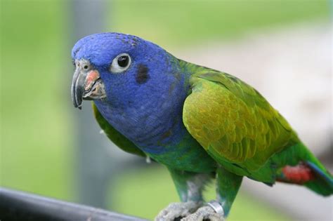 Blue-headed Parrot (Pionus menstruus) | Pionus, Parrot, Bird breeds