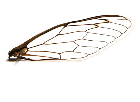 leaded glass | Insect wings, Wings drawing, Dragonfly art