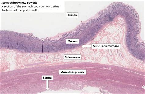 Stomach – Normal Histology – NUS Pathweb :: NUS Pathweb