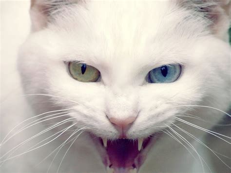 Angry Cat - Cats Wallpaper (29815403) - Fanpop