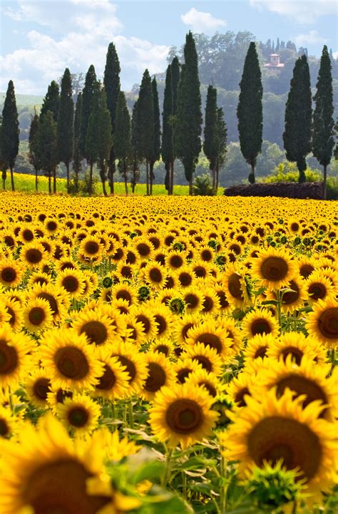 Tuscan Sunflower Field Val D'orcia Siena Italy | Beautiful landscapes ...