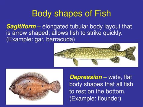 PPT - Fish: Form and function PowerPoint Presentation, free download ...