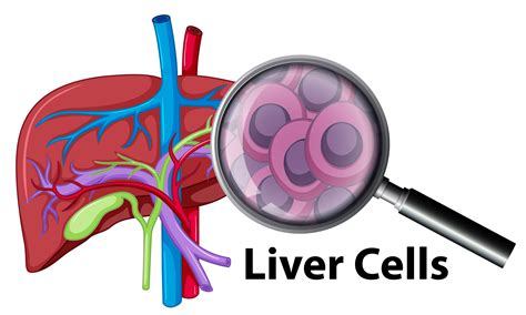 A closeup human liver cells 432481 Vector Art at Vecteezy