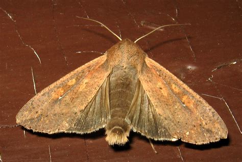 10438 Mythimna unipuncta - Armyworm moth | 43 mm wingspan wi… | Flickr